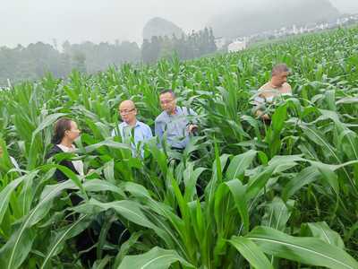 自治區農業農村廳唐咸來副廳長率隊到我市調研基層農技推廣工作