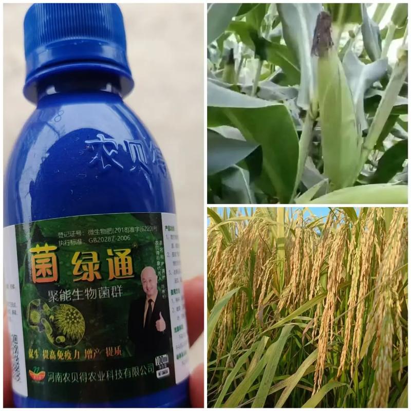 菌綠通 農業技術推廣的綠色引擎，賦能農作物提質增效