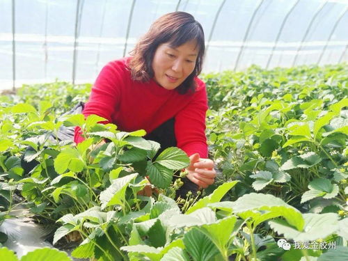 科技賦能田野，點(diǎn)亮現(xiàn)代農(nóng)業(yè)新希望——專訪青島市農(nóng)業(yè)技術(shù)推廣協(xié)會(huì)會(huì)長(zhǎng)、九龍山合作社理事長(zhǎng)李春花