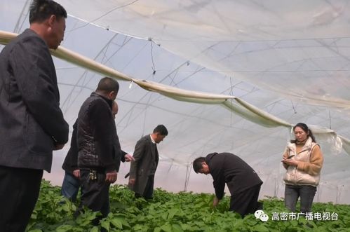 地頭傳經(jīng)授藝，科技賦能田疇——我市扎實(shí)開(kāi)展農(nóng)技推廣助力農(nóng)業(yè)生產(chǎn)